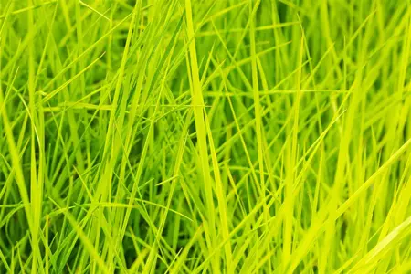 Deschampsia cesp. 'Goldschleier' - 4 Ltr pot - image 3