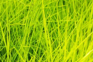 Deschampsia cesp. 'Goldschleier' - 4 Ltr pot - image 3