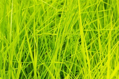 Deschampsia cesp. 'Goldschleier' - P11 - image 2