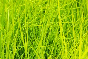 Deschampsia cesp. 'Goldschleier' - P11 - image 2