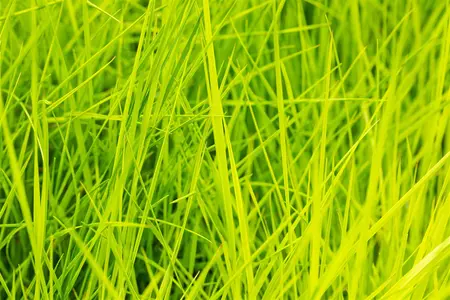 Deschampsia cesp. 'Goldschleier' - P11 - image 3