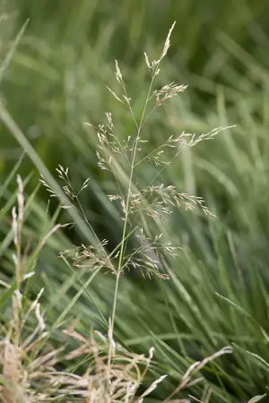 Deschampsia cesp. 'Tardiflora' - P11 - image 1