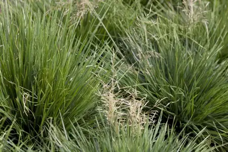 Deschampsia cesp. 'Tardiflora' - P9 - image 2
