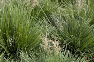 Deschampsia cesp. 'Tardiflora' - P9 - image 2