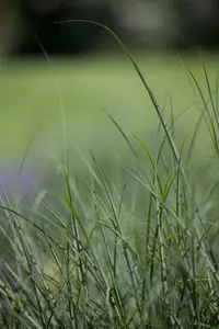 Deschampsia cespitosa - P11 - image 5