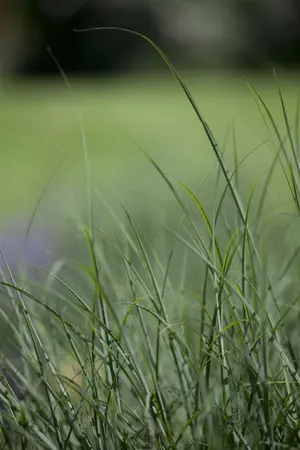 Deschampsia cespitosa - 7.5 Ltr pot - image 1