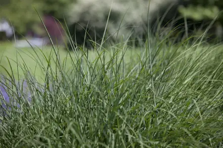 Deschampsia cespitosa - P9 - image 2