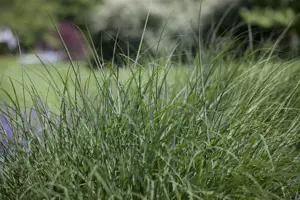 Deschampsia cespitosa - P9 - image 2