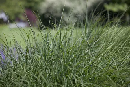 Deschampsia cespitosa - P11 - image 2