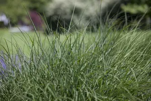 Deschampsia cespitosa - P11 - image 2