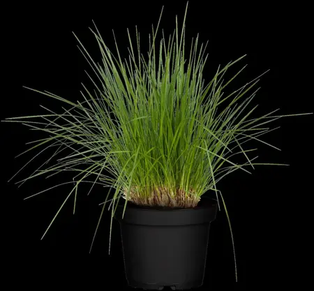 Deschampsia cespitosa - P9 - image 3