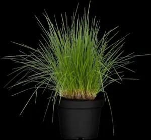 Deschampsia cespitosa - P9 - image 3