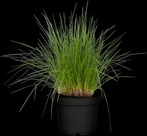 Deschampsia cespitosa - P11 - image 3