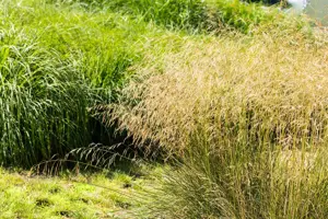 Deschampsia flexuosa
