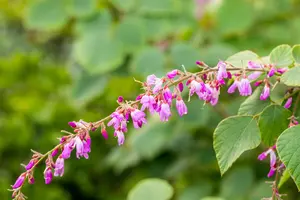 Desmodium elegans