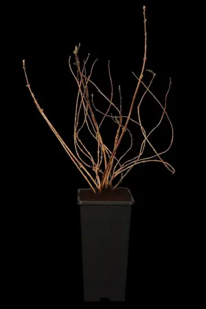 Deutzia gracilis - 2.5 Ltr pot - image 2
