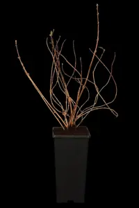 Deutzia gracilis - 2.5 Ltr pot - image 2