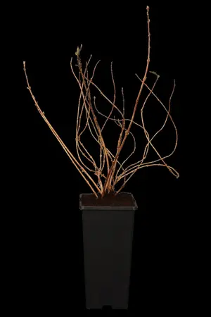Deutzia gracilis - 30-40 CM C10 - image 2