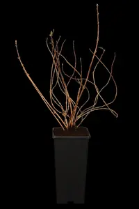 Deutzia gracilis - 40-50 CM C10 - image 2