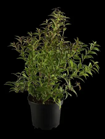 Deutzia gracilis - LINERS 18 CEL TRAY P9 SIZE - image 1