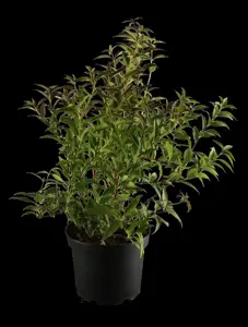 Deutzia gracilis