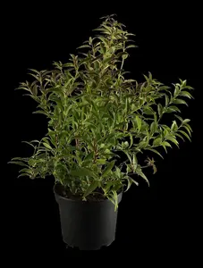 Deutzia gracilis - 40-50 CM C10 - image 5