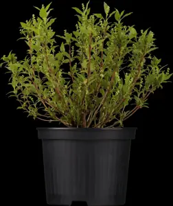 Deutzia gracilis - LINERS 18 CEL TRAY P9 SIZE - image 4