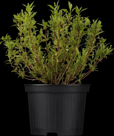 Deutzia gracilis - 30-40 CM C10 - image 4