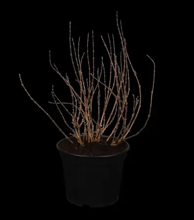 Deutzia gracilis - 2.5 Ltr pot - image 3