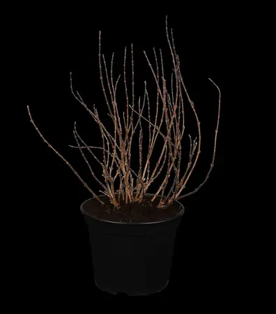 Deutzia gracilis - 30-40 CM C10 - image 3