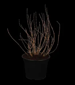 Deutzia gracilis - 30-40 CM C10 - image 3