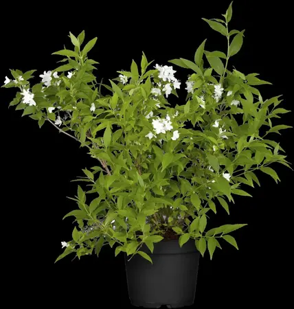 Deutzia gracilis - 2.5 Ltr pot - image 5