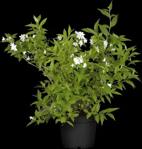 Deutzia gracilis - LINERS 18 CEL TRAY P9 SIZE - image 5