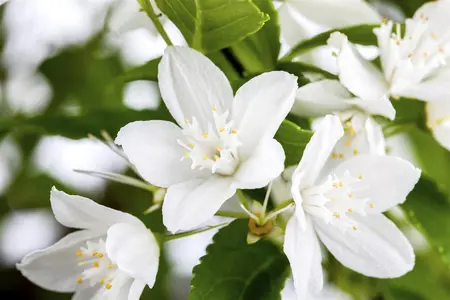 Deutzia gracilis - 20-25 CM C2 - image 1