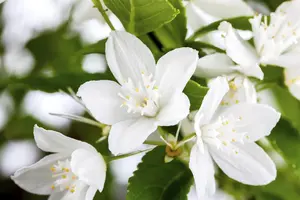 Deutzia gracilis - 20-25 CM C2 - image 1