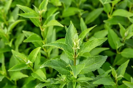 Deutzia gracilis - 30-40 CM C5 - image 4