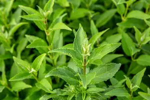 Deutzia gracilis - 40-60 CM C3 - image 4