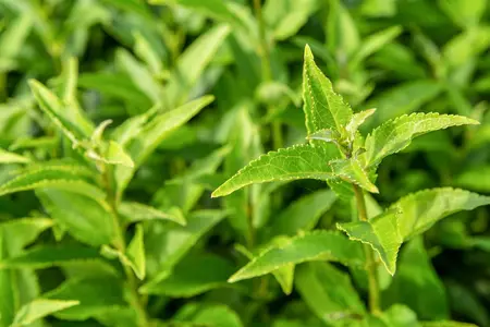 Deutzia gracilis - 30-40 CM C5 - image 5