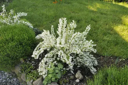 Deutzia gracilis - 20-25 CM C2 - image 3