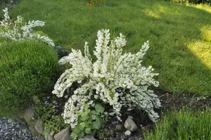 Deutzia gracilis - 20-25 CM C2 - image 3