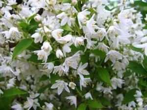 Deutzia gracilis 'Nikko'