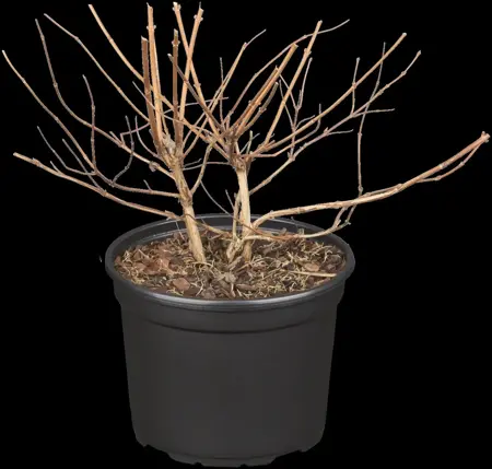 Deutzia hyb. 'Strawberry Fields' - 3 Ltr pot - image 1