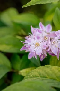 Deutzia hyb. 'Tourbillon Rouge' - 40-60 CM C3 - image 4