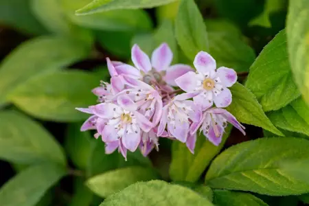 Deutzia hyb. 'Tourbillon Rouge' - 40-50 CM C2 - image 5