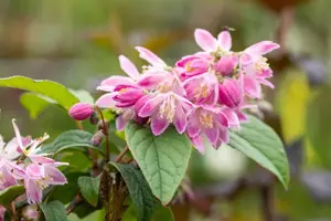 Deutzia hyb. 'Tourbillon Rouge' - 80-100 CM C5 - image 5