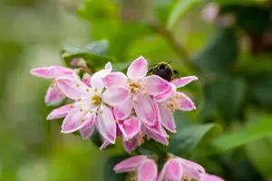 Deutzia hyb. 'Tourbillon Rouge' - 80-100 CM C5 - image 2