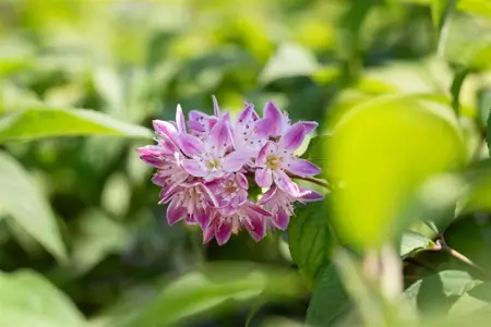 Deutzia hyb. 'Tourbillon Rouge' - 80-100 CM C5 - image 3