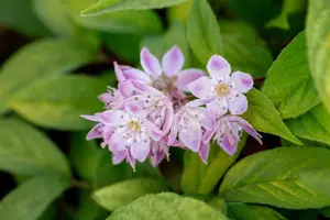Deutzia hyb. 'Tourbillon Rouge' - 80-100 CM C5 - image 5