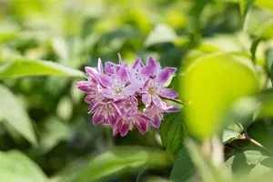 Deutzia hyb. 'Tourbillon Rouge' - 40-60 CM C3 - image 3