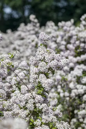 Deutzia hybrida 'Mont Rose' - 7.5 Ltr pot - image 4